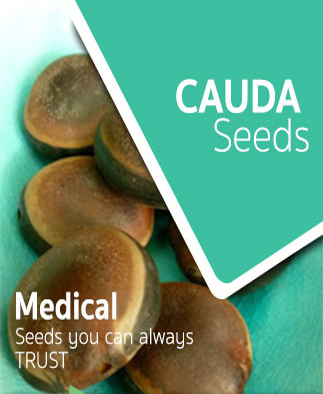 Cauda Seeds